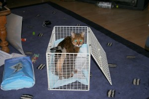 Bengal Cat in open cage