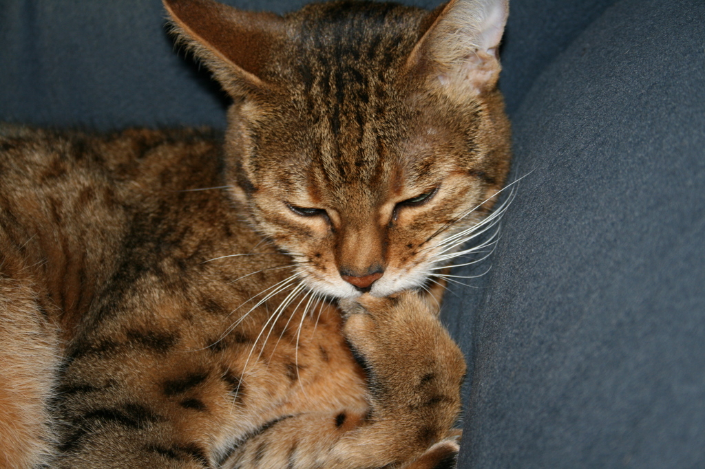 Bengal cat bites her nails A Cat Called Freya, and Teego Too!