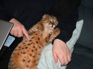 Bengal_cat_spotty_tummy Bengal_cat_spotty_tummy