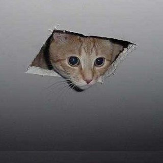 Ceiling-Cat-Picture.jpg