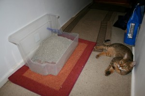 High sided cat litter tray High sided cat litter tray