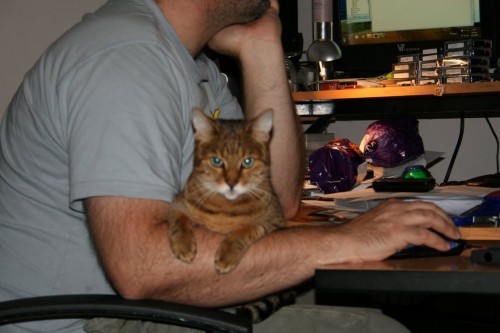 Freya the bengal cat's morning routine Freya the bengal cat's morning routine