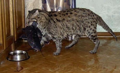 Website Ron S Savannah Cats And Kittens For Sale Website Ron S Savannah Cats And Kittens For Sale