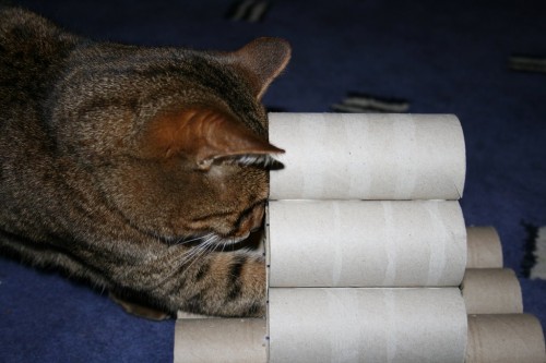 Bengal cat plays with vicky halls toilet roll toy-2 Bengal cat plays with vicky halls toilet roll toy-2