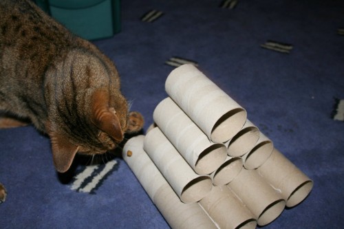 Bengal cat plays with vicky halls toilet roll toy-3 Bengal cat plays with vicky halls toilet roll toy-3