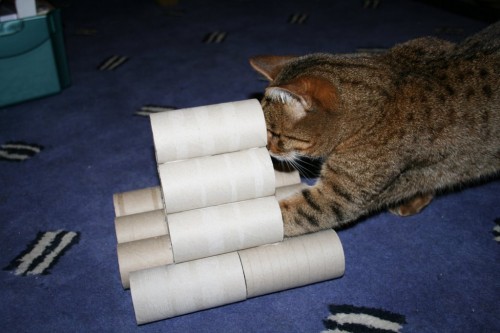 Bengal cat plays with vicky halls toilet roll toy-4 Bengal cat plays with vicky halls toilet roll toy-4