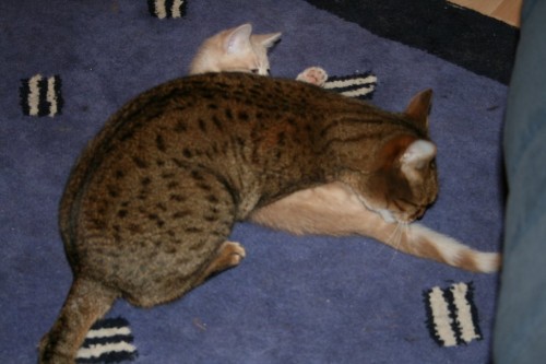 Bengal cat and Teego the kitten wrestle-1