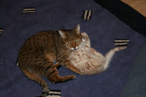 Bengal cat and Teego the kitten wrestle-2