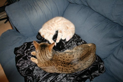Bengal cat and Teego the kitten wrestle