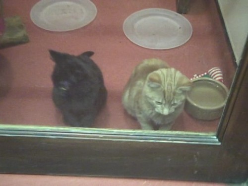 No5 kittens