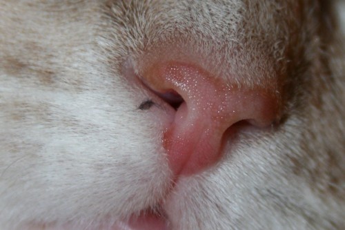 Teego nose closeup