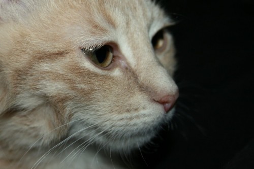 Teego the cat has long eyelashes