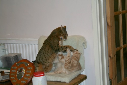 Teego and Freya playing in Radiator bed