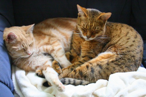 Cats with interlocking paws