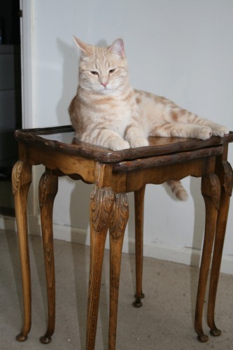 cat on antiques-1