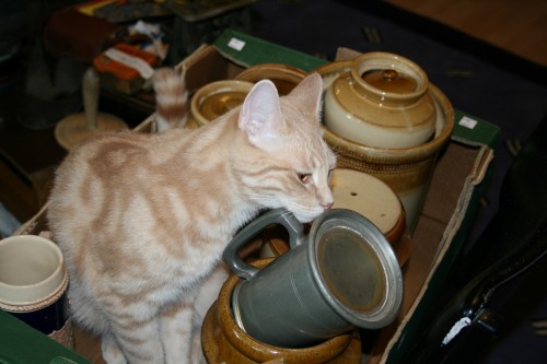cat on antiques