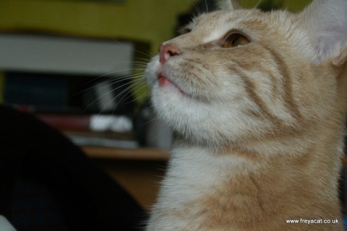 lump on bottom lip of cat