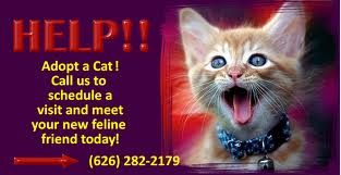 Adopt a cat and save a life