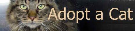 Adopt a cat