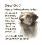 Give a dog a home