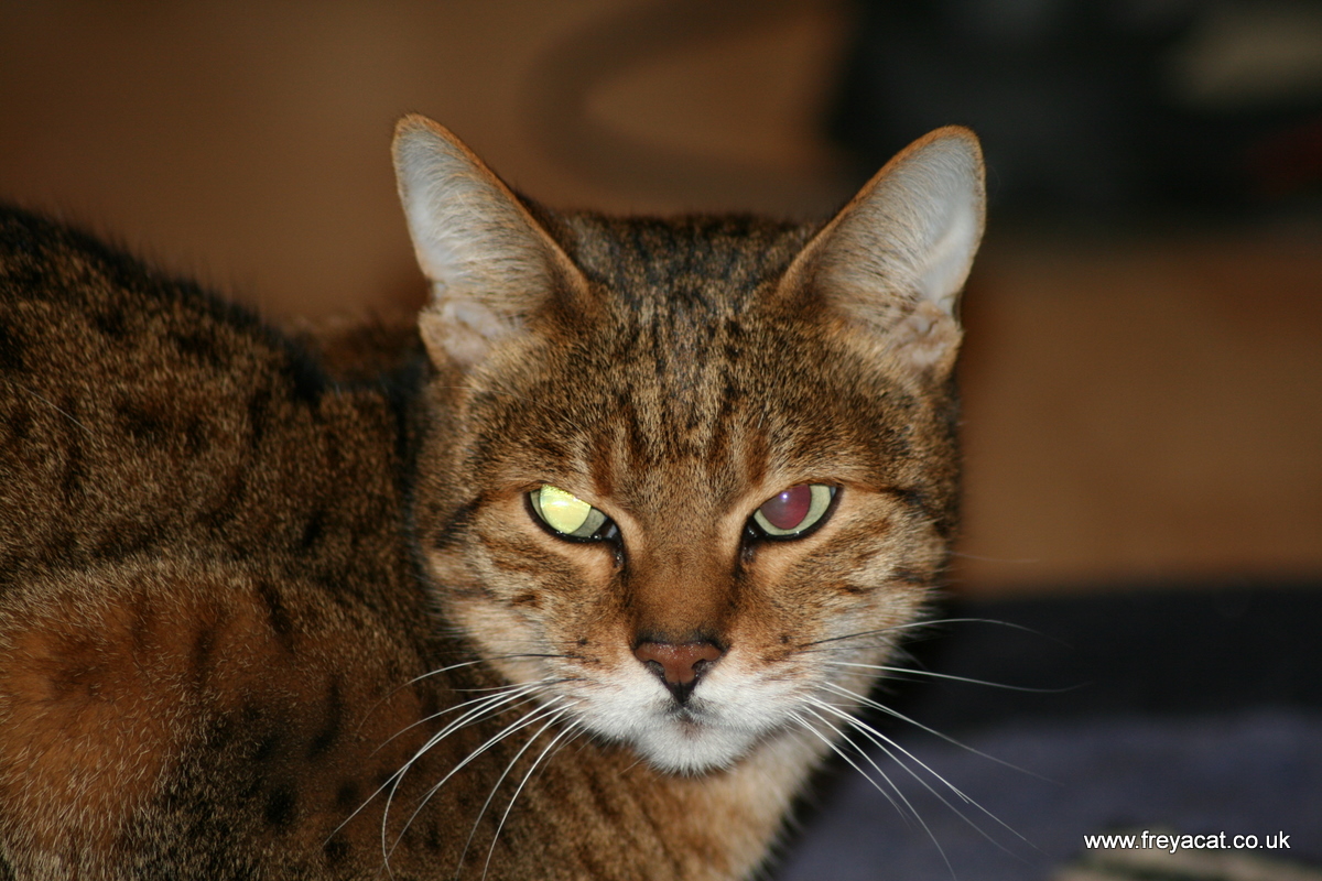 Bengal cat does laser eyes | A Cat Called Freya, and Teego Too!