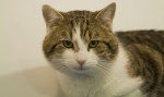 Larry 10 downing street prime ministers cat to catch rats