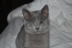 homer-blind-cat2
