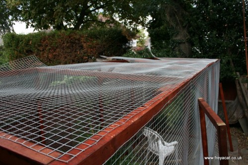 Catio building-5