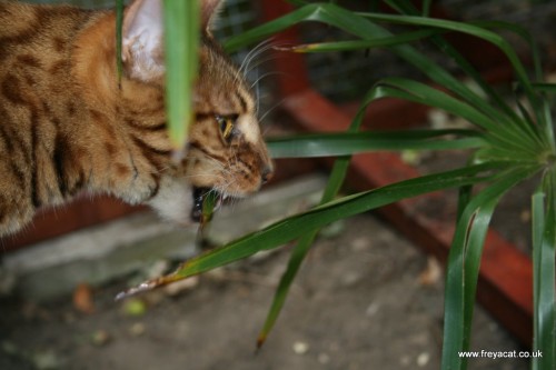build a Catio-4