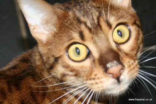 Cat has butter on his nose-1