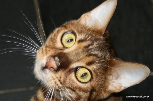 Cat has butter on his nose-2