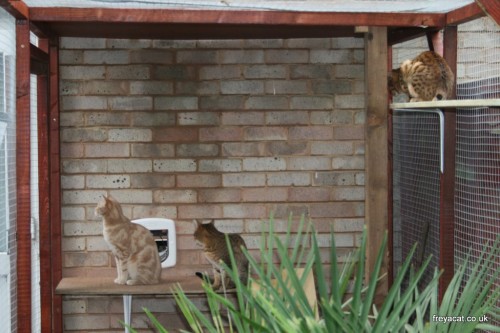 build a Catio furniture-10