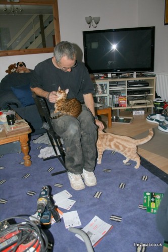 build a Catio furniture-5
