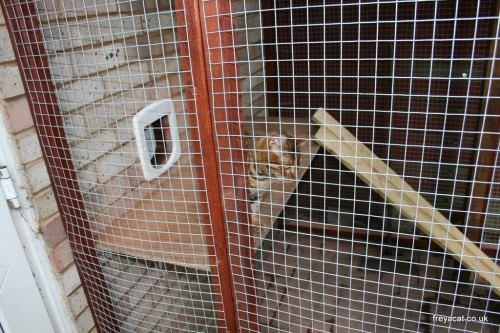build a Catio furniture-7