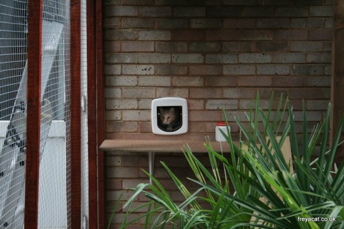 build a Catio furniture-8