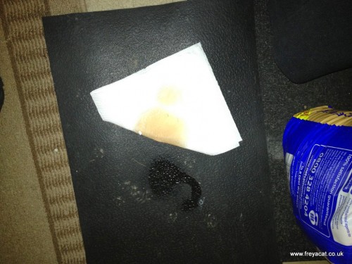 blood in a cat's pee or wee how to spot blood in a cat's urine