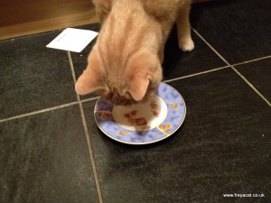 hiding cat pills in tuna-2