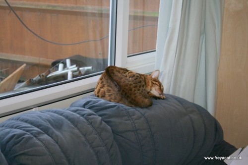 Bengal cat with fluffed up fur-1