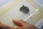 teego cat catches mouse-11