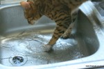 bengal cat in water