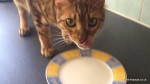 bengal cat steals food